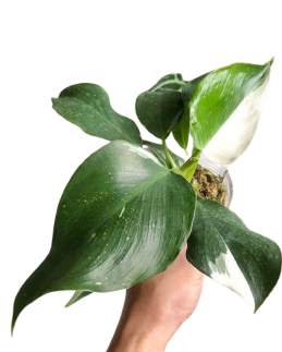 Philodendron White Wizard Variegated 🇻🇳