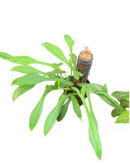 Philodendron Joepii 🇻🇳
