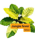 Philodendron Jungle Fever Yellow 🇻🇳