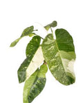 Philodendron Jose Bouno Variegated 🇻🇳