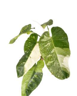 Philodendron Jose Bouno Variegated 🇻🇳