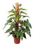 Philodendron Red Emerald 🇻🇳
