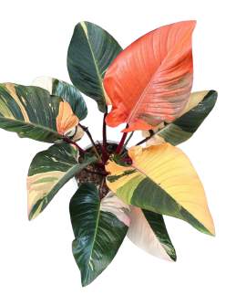Philodendron Red Congo Variegated 🇻🇳