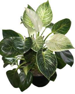 Philodendron Birkin 🇻🇳