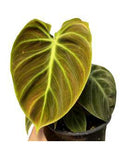 Philodendron El Choco Red 🇻🇳