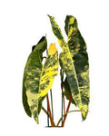 Philodendron Billietiae Variegated Yellow 🇻🇳