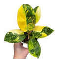 Philodendron Green Congo Hybrid 🇻🇳