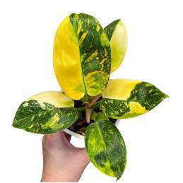 Philodendron Green Congo Hybrid 🇻🇳