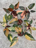 Philodendron Pink Princess Tricolor 🇻🇳