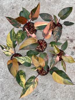 Philodendron Pink Princess Tricolor 🇻🇳