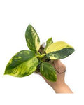 Philodendron Golden White Wizard 🇻🇳