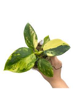 Philodendron Golden White Wizard 🇻🇳