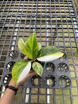 Philodendron White Knight Tricolor 🇻🇳