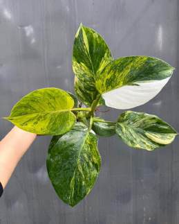 Philodendron White Wizard Tricolor 'HUTAPD75' 🇻🇳