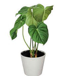Philodendron Mcdowell 🇻🇳