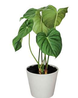 Philodendron Mcdowell 🇻🇳