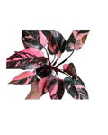 Philodendron Pink Princess Platinum 🇻🇳