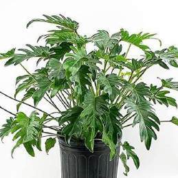 Philodendron xanadu 🇻🇳