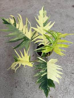 Philodendron Florida Beauty x Tortum 🇻🇳