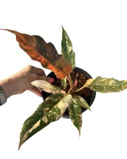 Philodendron Caramel Fire Tiger 🇻🇳