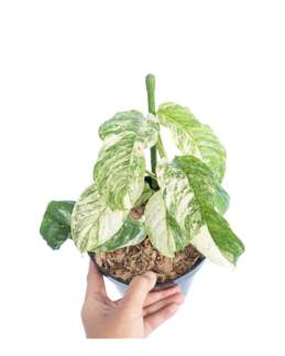 Rhaphidophora Puberula Variegated 🇻🇳