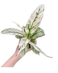 Spathiphyllum Sensation Variegated 🇻🇳
