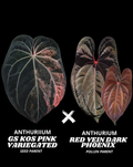 GOLDEN SUNRISE KOS VAR PINK X RVDP (NON VAR) | S