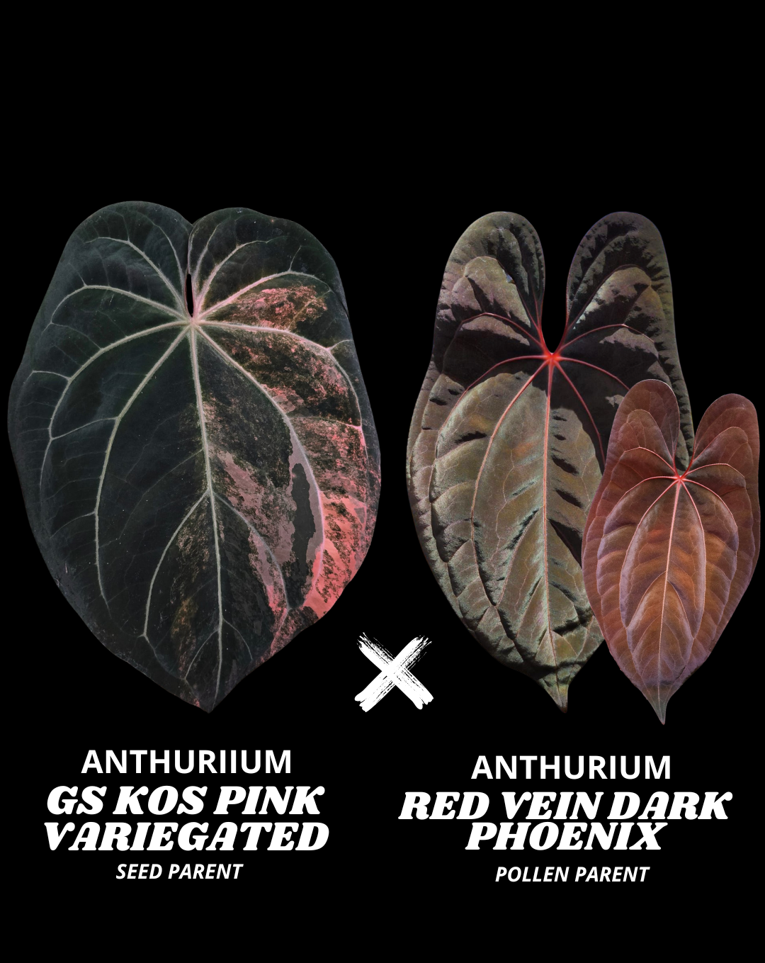 GOLDEN SUNRISE KOS VAR PINK X RVDP (NON VAR) | S