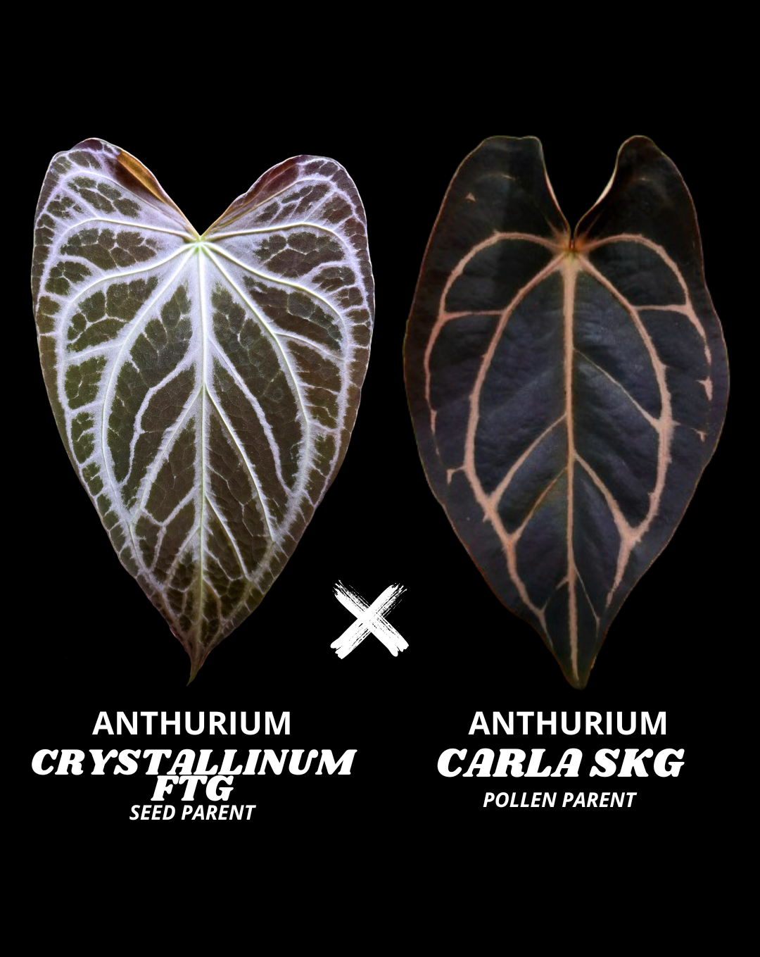 CRYSTALLINUM FTG X CARLA (SKG) | M