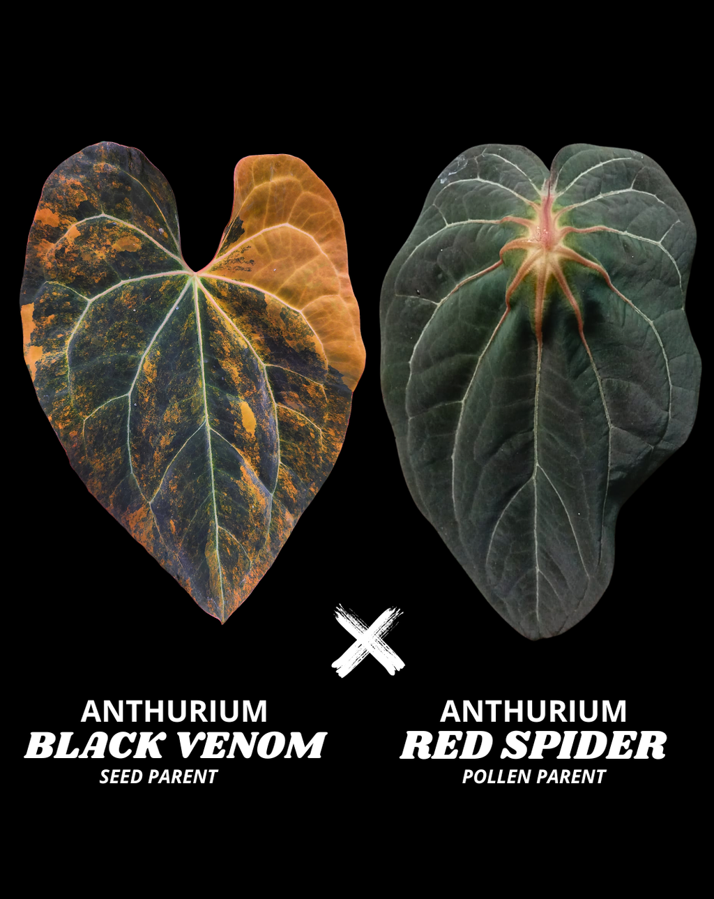 BLACK VENOM X RED SPIDER (NON VAR) | S