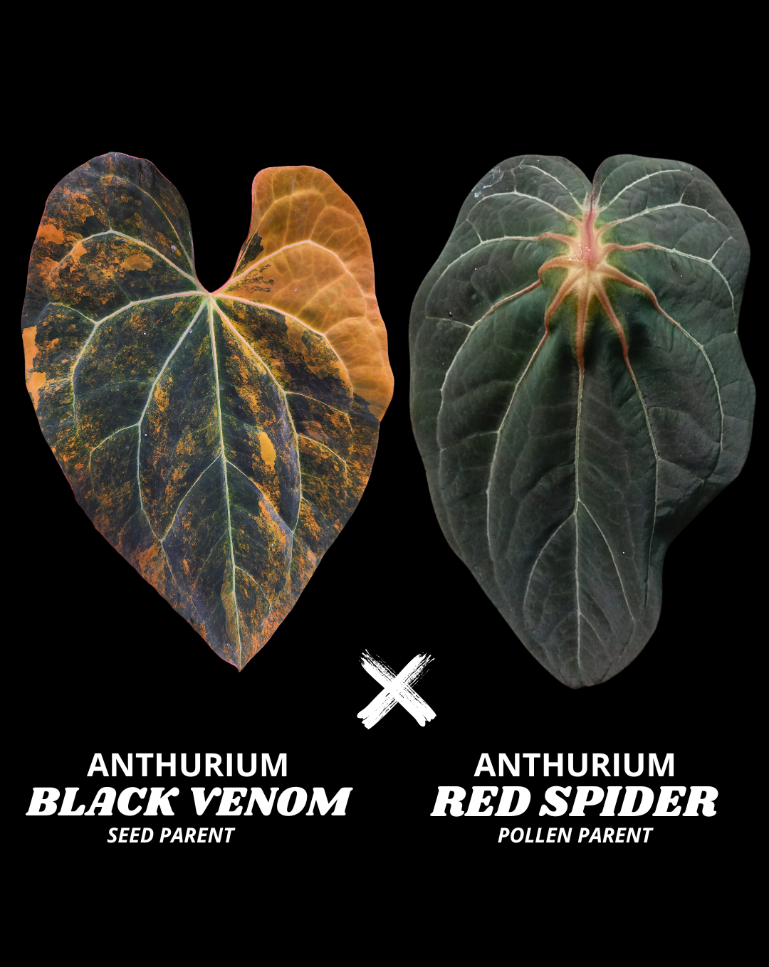 BLACK VENOM X RED SPIDER (NON VAR) | S