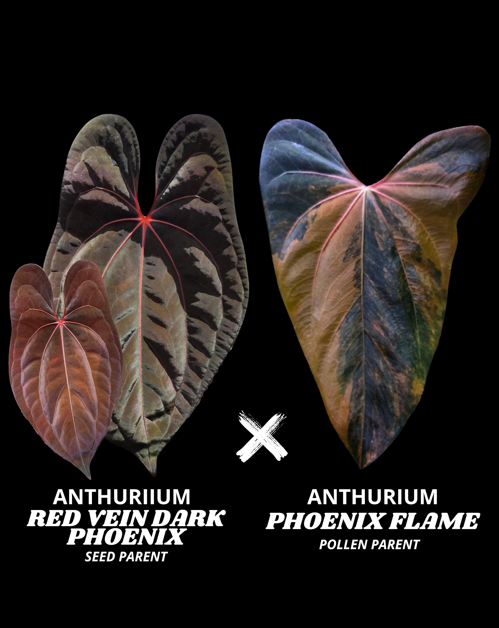 RVDP X PHOENIX FLAME (NON VAR) | S