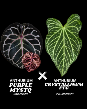 PURPLE MYSTQ X CRYSTALLINUM FTG | M