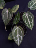CRYSTALLINUM FTG X CARLA SKG (SMALL) | S