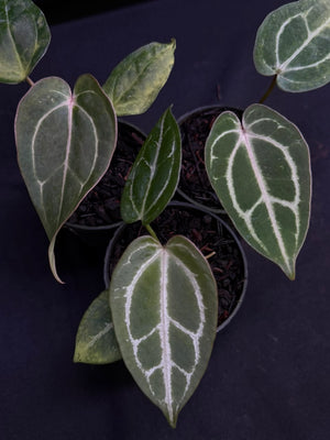 CRYSTALLINUM FTG X CARLA SKG (SMALL) | S