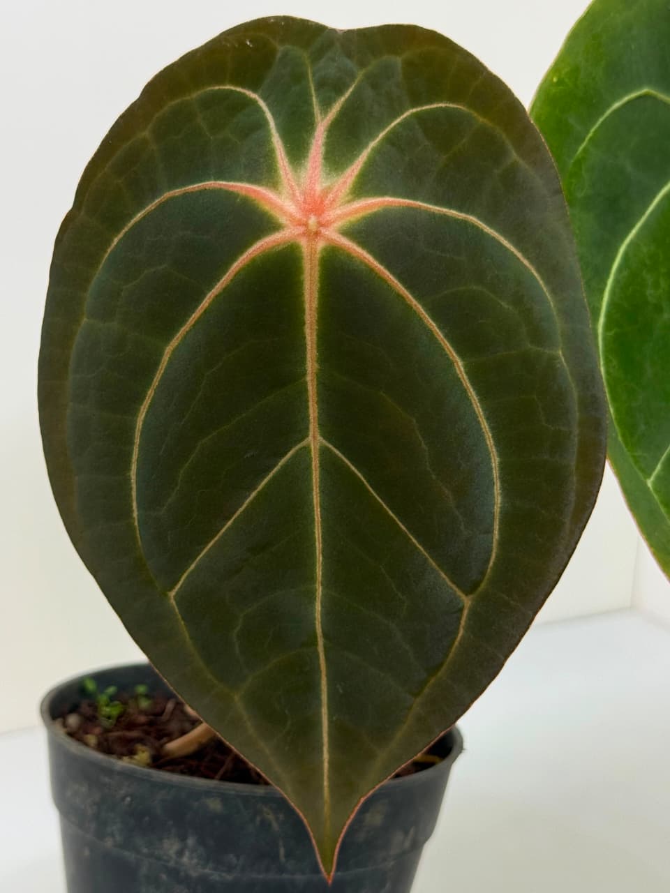 ANTHURIUM FORGETII SPIDER | L