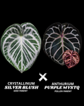 CRYSTALL SILVER BLUSH X PURPLE MYSTQ | M
