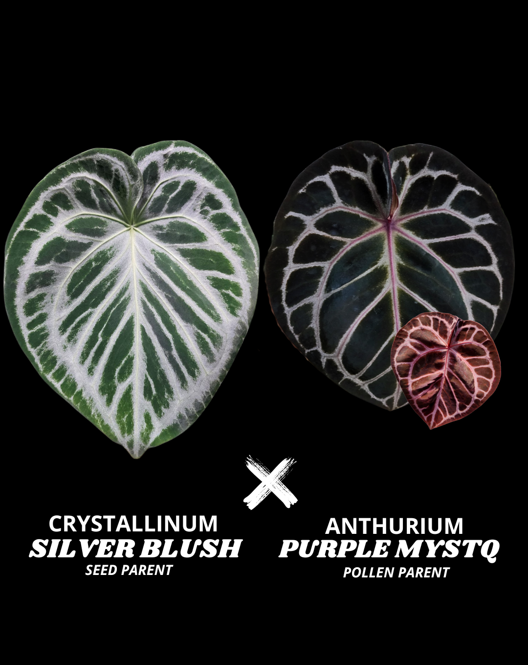 CRYSTALL SILVER BLUSH X PURPLE MYSTQ | M