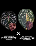 PURPLE MYSTIQ X MICHELLE VAR (NON VAR) | M
