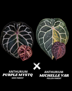 PURPLE MYSTIQ X MICHELLE VAR (NON VAR) | M