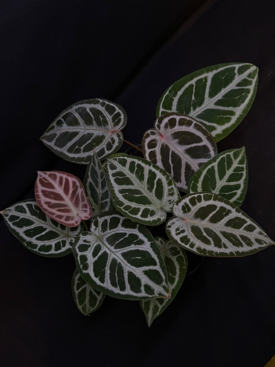 CRYSTALL SILVER BLUSH X PURPLE MYSTQ | M