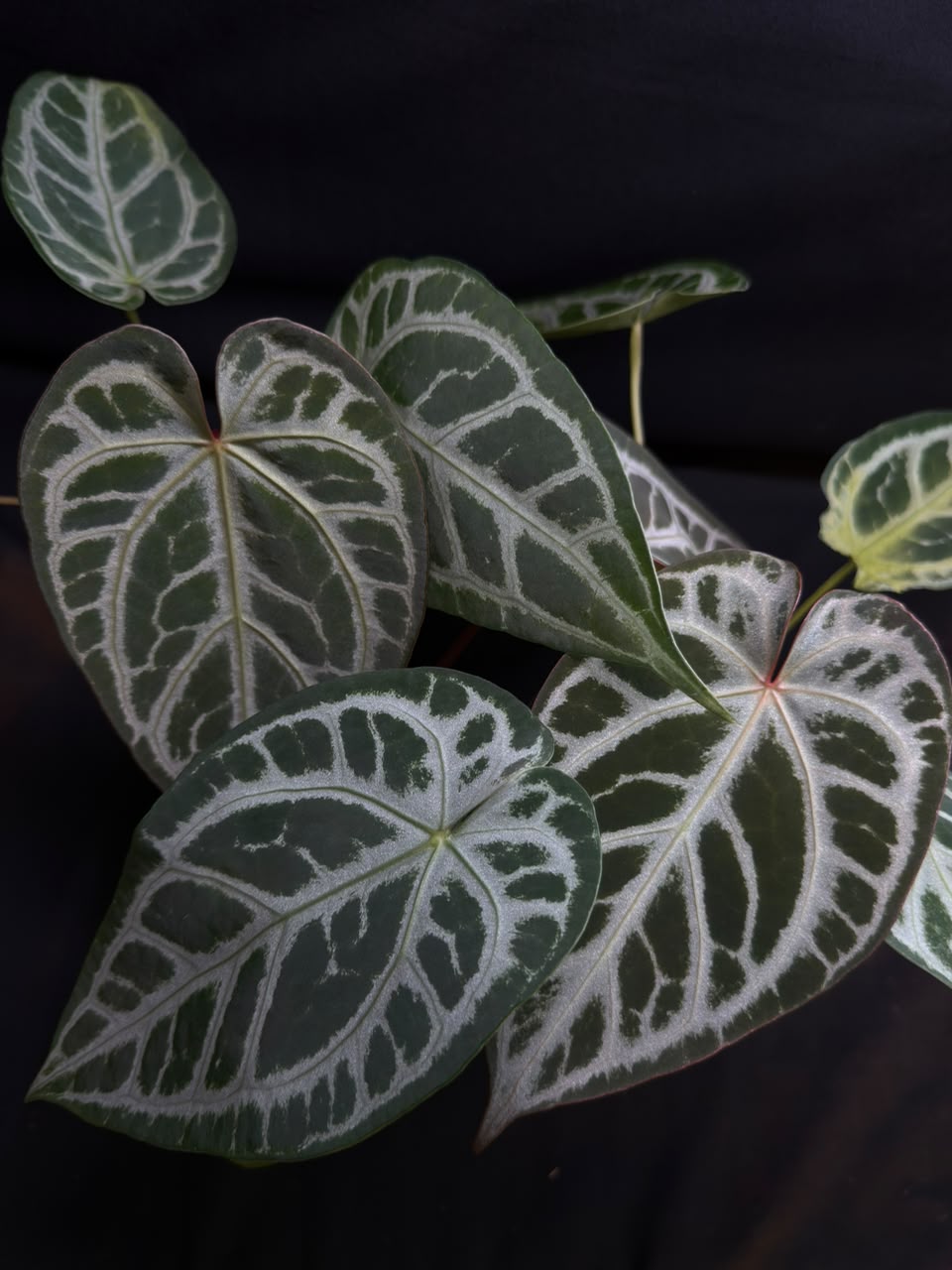 CRYSTALL SUPER SILVER X CRYSTALLINUM FTG | L