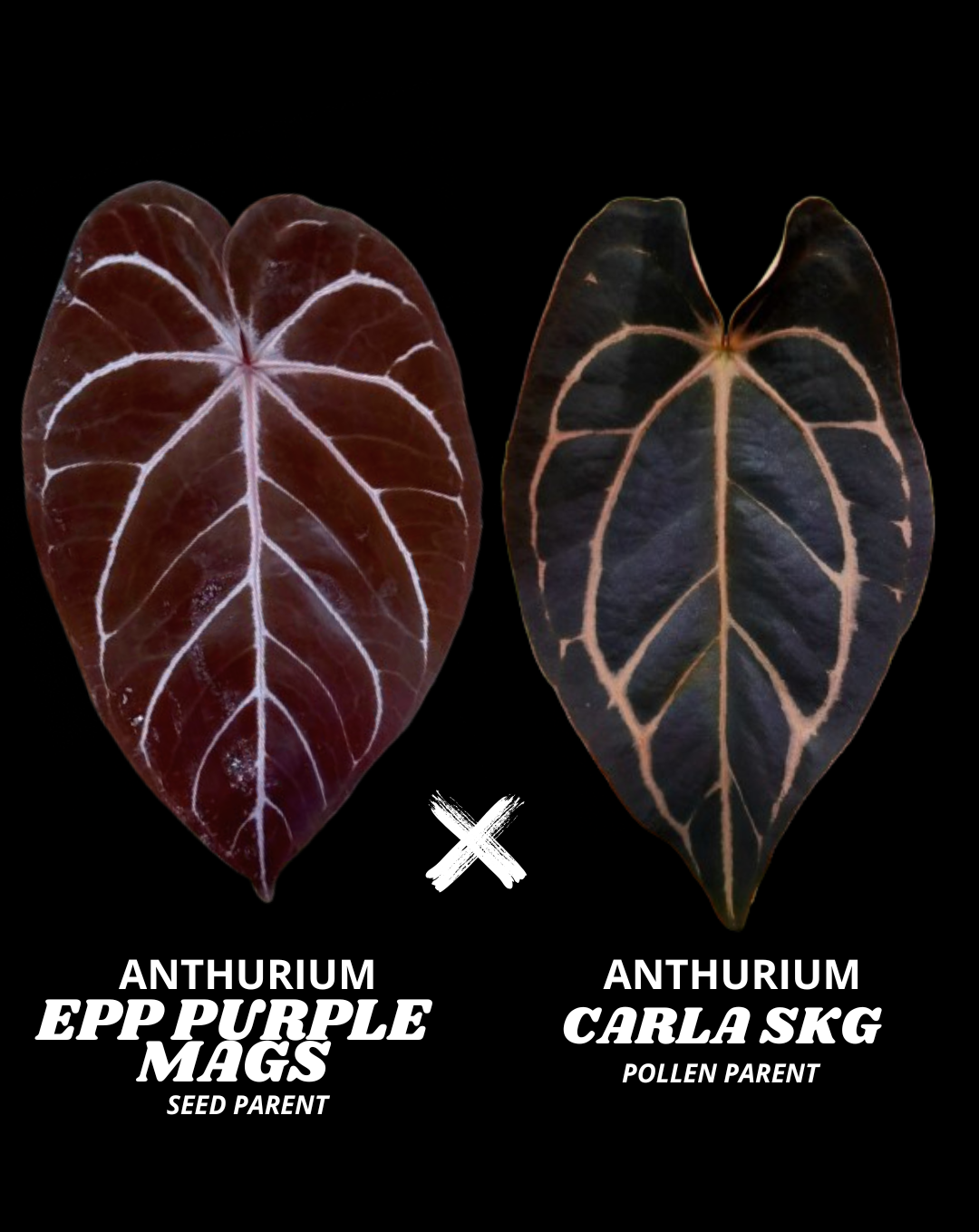 EPP PURPLE MAGS X CARLA (SKG) | M