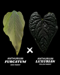 FURCATUM X LUXURIAN | M
