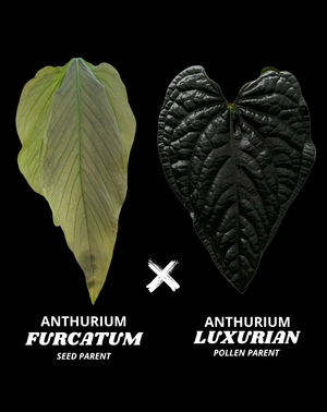 FURCATUM X LUXURIAN | M