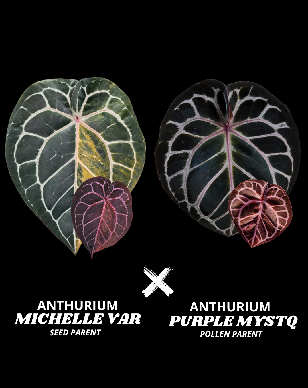MICHELLE VAR X PURPLE MYSTQ (NON VAR) | M