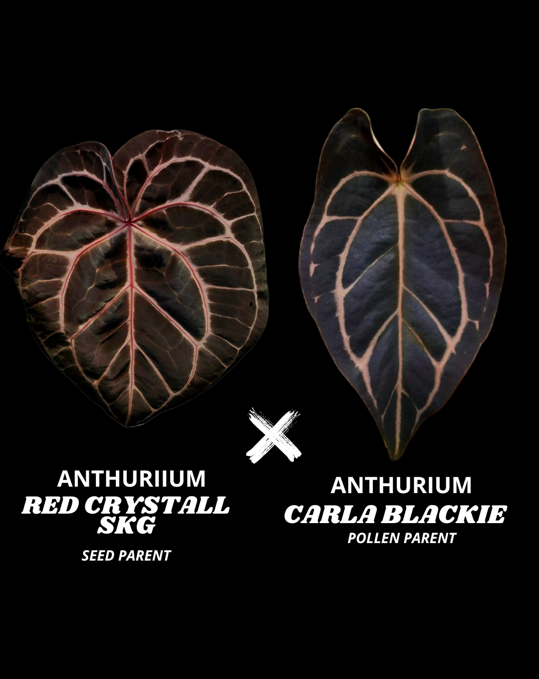 RC SKG X CARLA | S