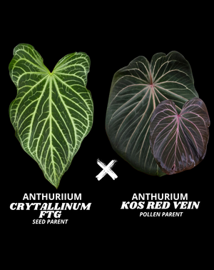 CRYSTALL FTG X KOS RED VEIN | M