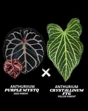 PURPLE MYSTQ X CRYSTALLINUM FTG | S