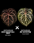 RED CRYSTALL SKG X RED CRYSTALL MYSTIQ | S